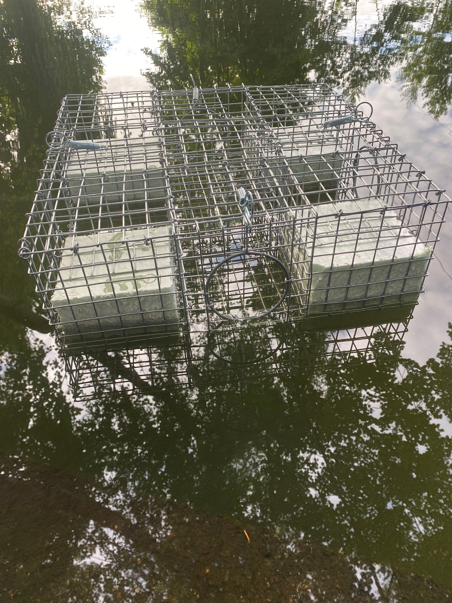 Fallenstern auf schwimmt auf Wasser.