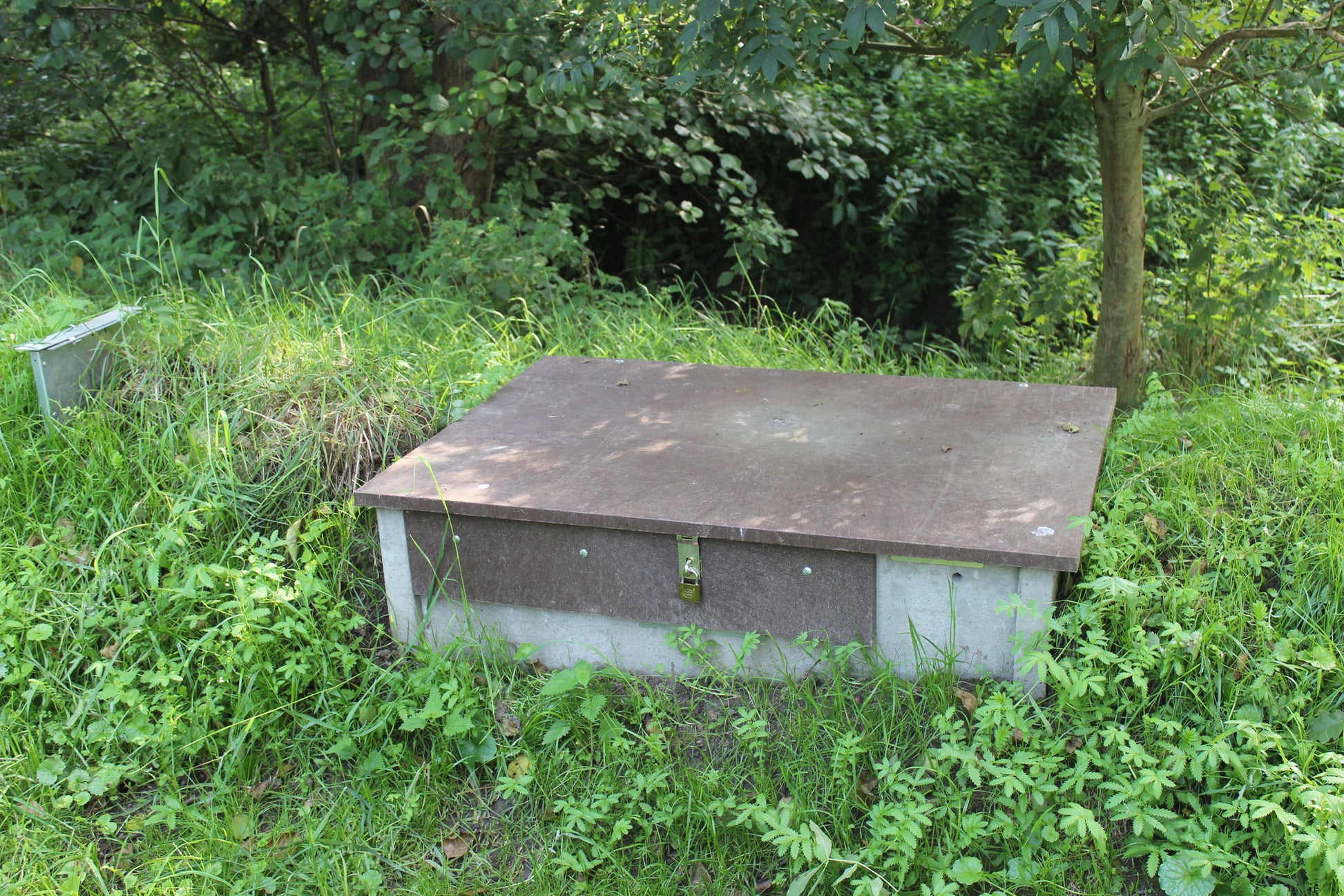 In der Wiese installierte Raubwildfalle mit Beton-Unterbau und brauner Deckplatte. Die verschlossene Klappe ist mittig mit einem Vorhängeschloss gesichert. Die Umgebung ist bewachsen mit hohem Gras und Farn, im Hintergrund stehen Bäume und Sträucher.