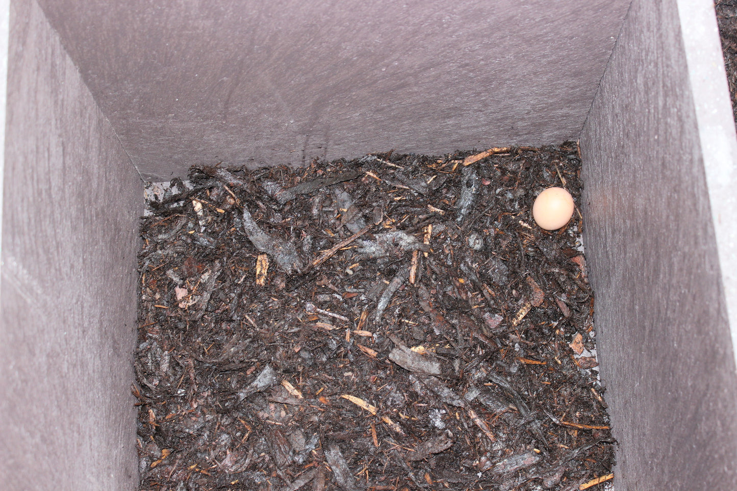 Das Bild zeigt den Innenraum einer eckigen Box aus wetterfestem Kunststoffmaterial mit dunklem, strukturiertem Bodenbelag. Die Kammer ist mit feuchtem Rindenmulch oder Erde ausgelegt. In der rechten hinteren Ecke liegt ein hellbraunes Ei – vermutlich als Lockmittel für Raubwild wie Fuchs, Marder oder Waschbär. Die Umgebung deutet auf eine Köderkammer innerhalb einer Kastenfalle oder Reuse hin. Das Setup entspricht der tierschutzgerechten Auslegung mit natürlichem Geruchsträger.
